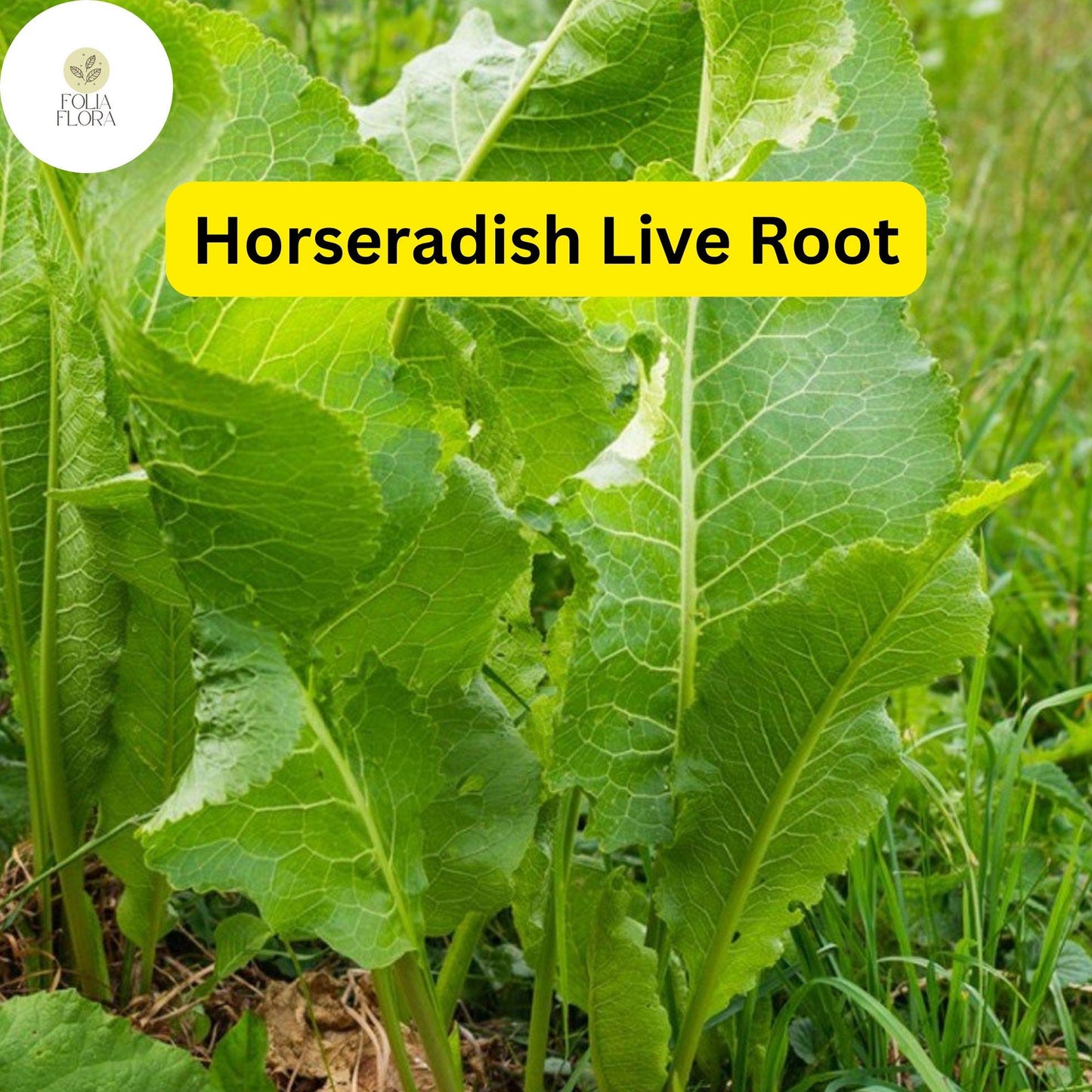 2 Horseradish Roots for Planting - Organic Horseradish Crowns - Easy To Grow - Garden Seedlings - Heirloom Root Starter Plants