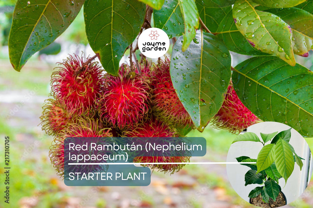 Red Rambutan Tree (Nephelium lappaceum) – Live Exotic Tropical Fruit Plant Vibrant 12”-24” Starter