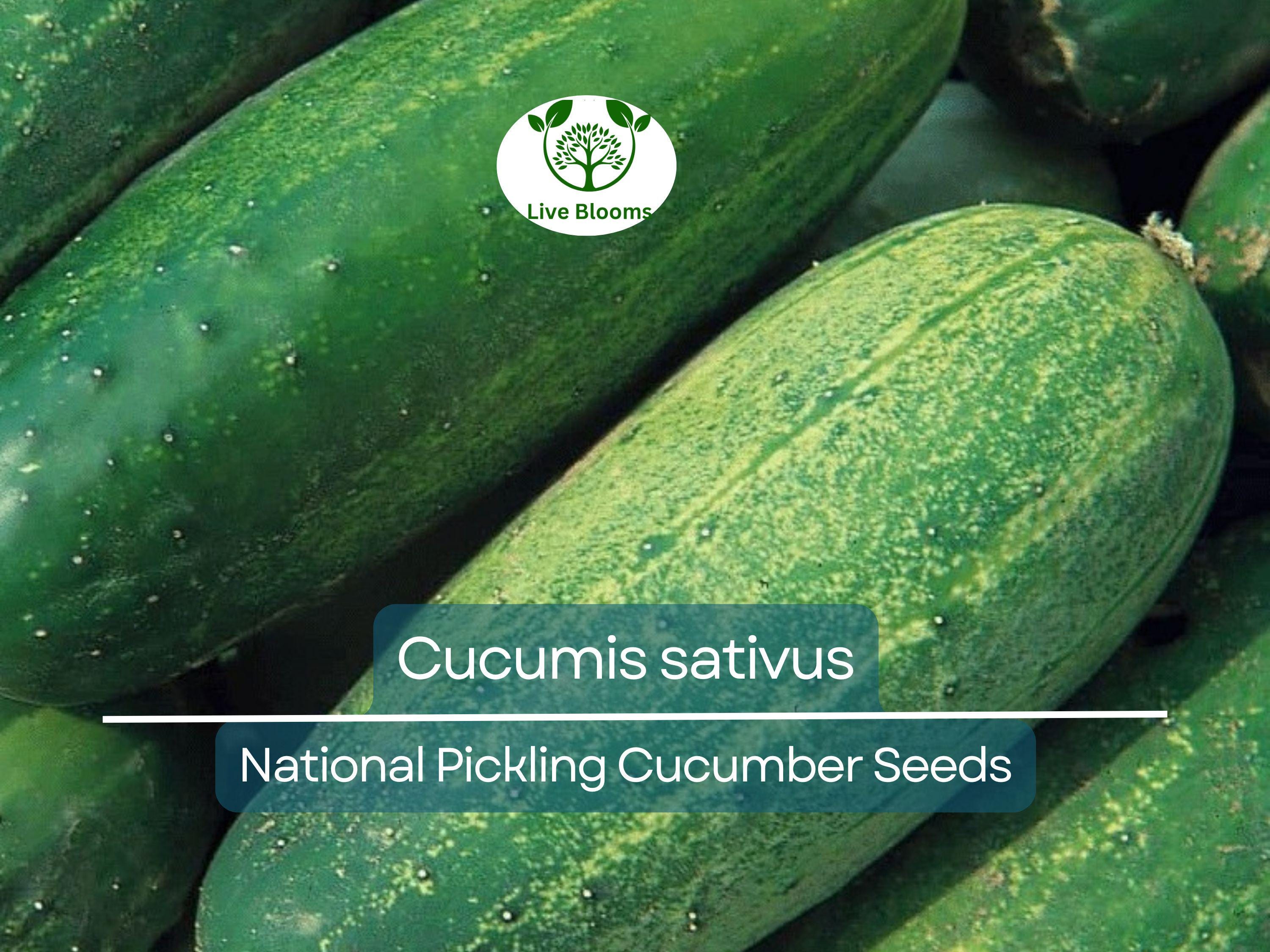 35 Seeds Cucumber National Pickling - Cucumis sativus | Heirloom Variety for Planting, Gardening & Ideal for Fresh Pickles