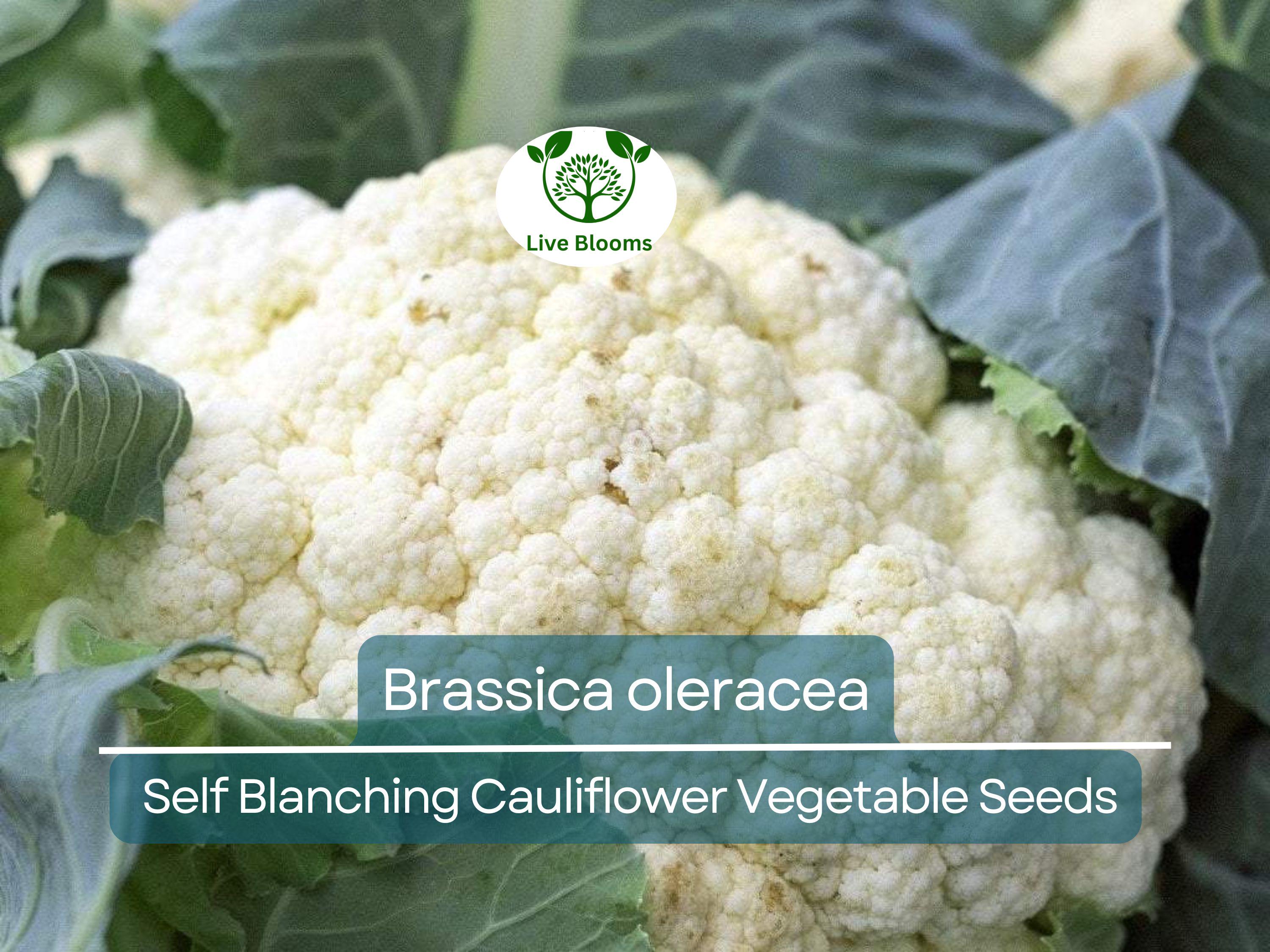 1 Gram Seeds Cauliflower Self-Blanching – Brassica oleracea Vegetable for Planting | Easy to Grow, Tender Heads, Garden Favorite