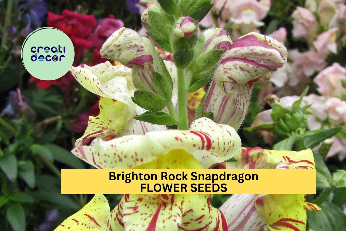 1000+ Brighton Rock Snapdragon Seeds – Vibrant Bicolor Blooms for Garden Planting, Tall Cut Flowers for Borders & Bouquets – USA