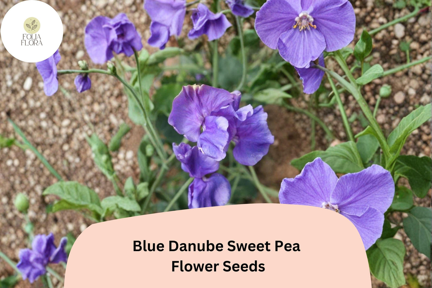 Blue Danube Sweet Pea Seeds 50+ | Lathyrus odoratus Climbing Fragrant Blue Flower Garden Planting