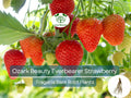 25 Ozark Beauty Everbearer Strawberry Bare Root Plants - Fragaria × ananassa - Sweet, Hardy, Heirloom Fruit Garden Starter
