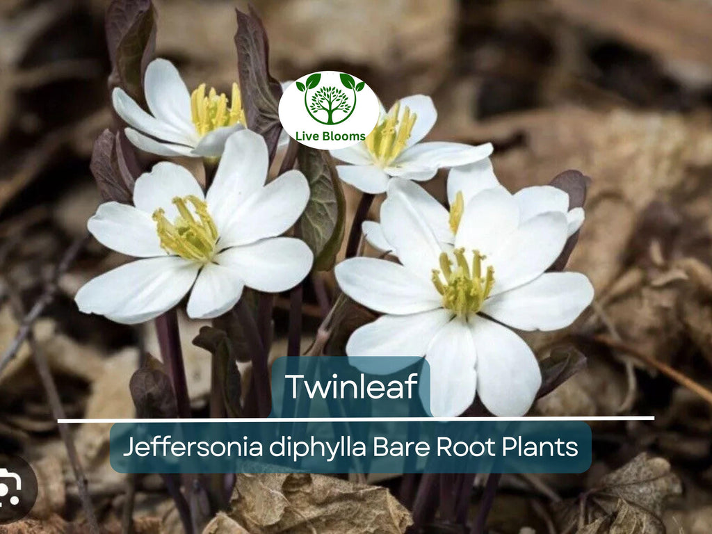10 Twinleaf Bareroot Plants – Jeffersonia diphylla – Organic Native Wildflower, Shade Perennial, Woodland Garden, Rare Herb