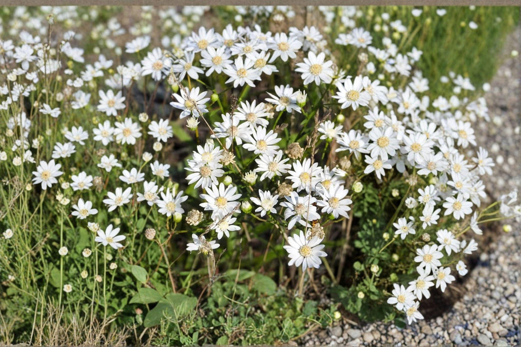 Upland White Goldenrod Seeds – Oligoneuron album, Native Wildflower, Pollinator Magnet (100 Seeds)