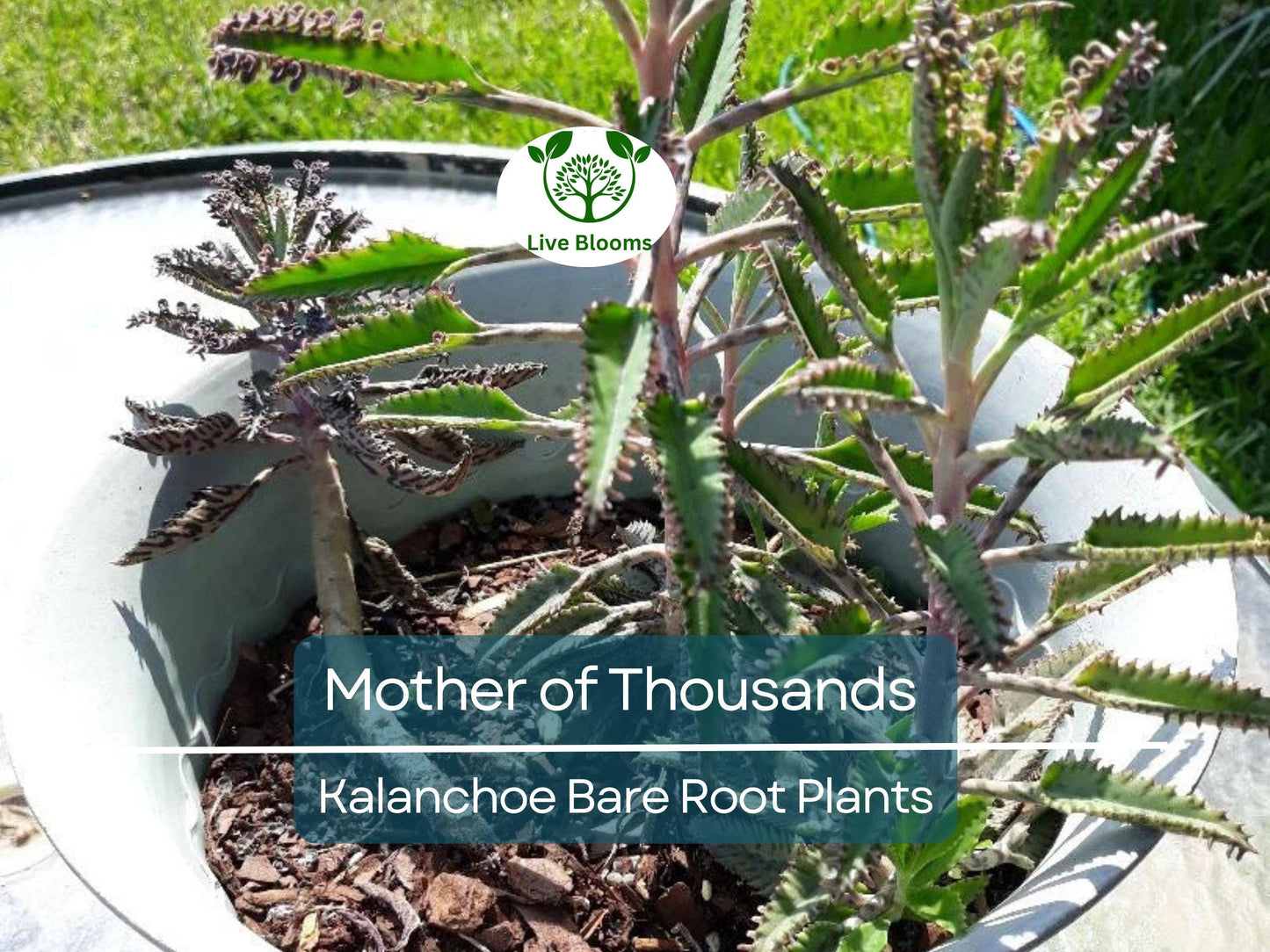 4 Mother of Thousands Plants - Kalanchoe - Alligator Plants - 2"-3" Bare Root Succulents - Live Starter Plants