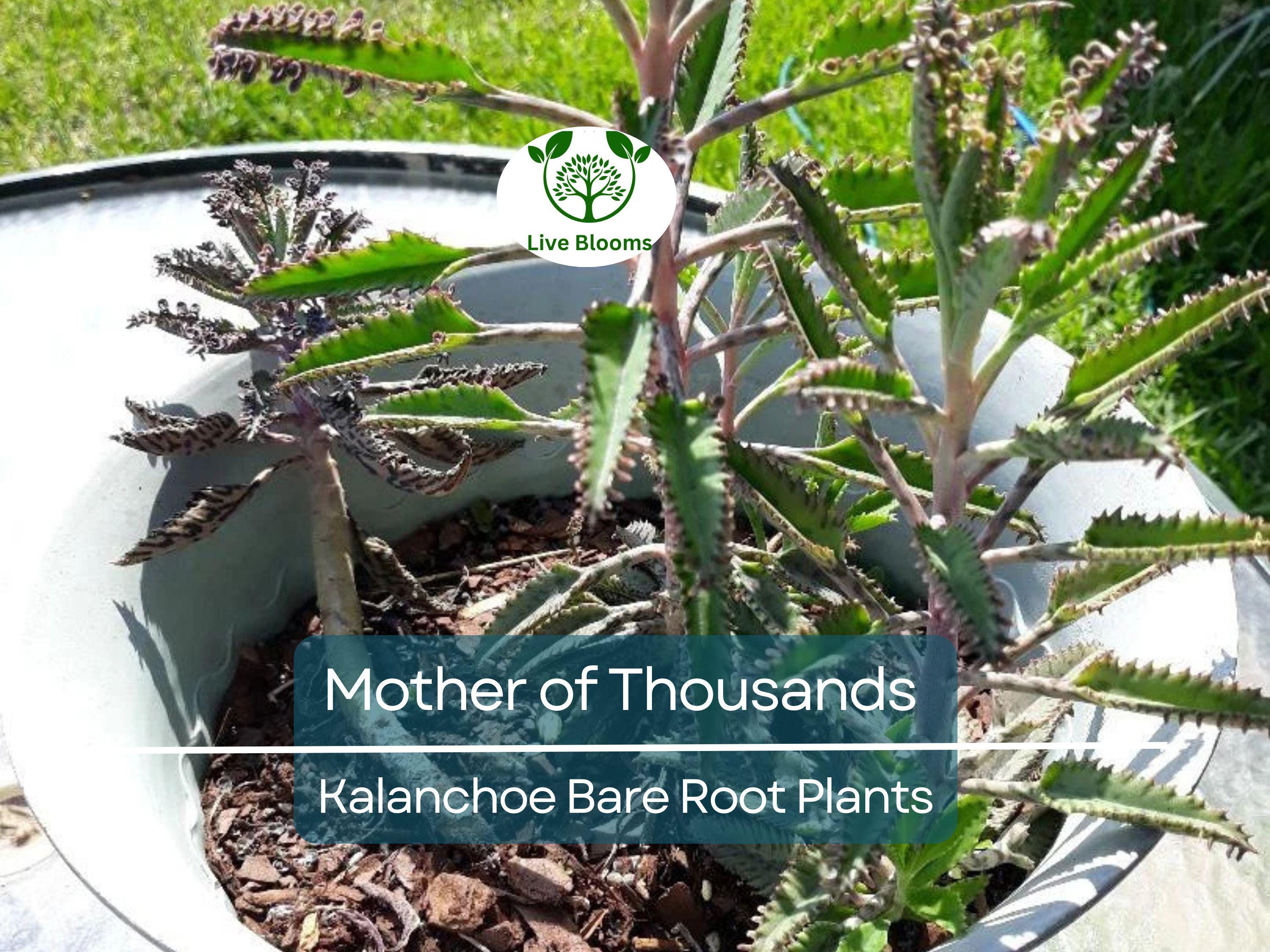 4 Mother of Thousands Plants - Kalanchoe - Alligator Plants - 2"-3" Bare Root Succulents - Live Starter Plants