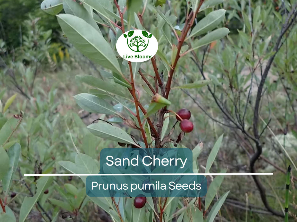 5 Sand Cherry Seeds | Prunus pumila, Edible Fruit Tree Shrub, Hardy, Small Garden Tree, Non-GMO, Tasty Berries for Jams & Preserves