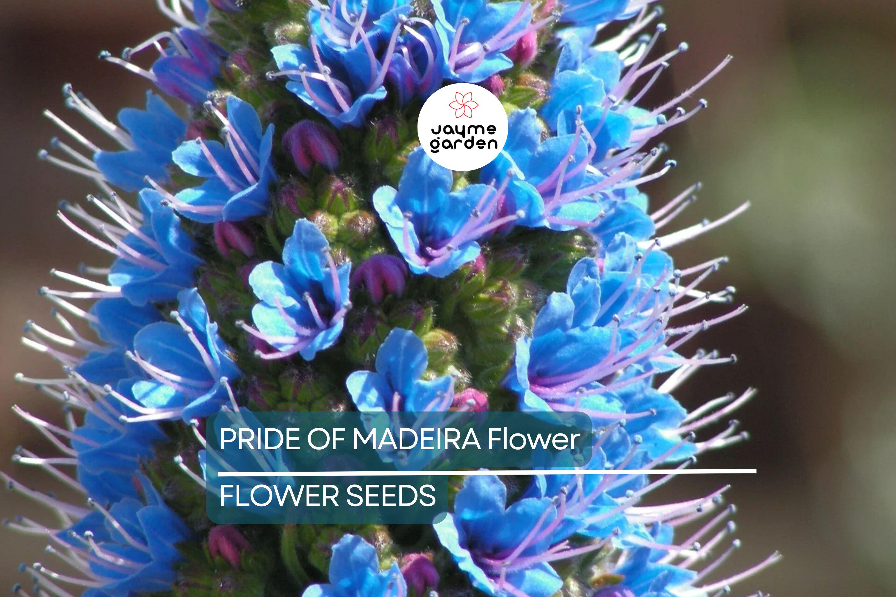 20 Pride of Madeira (Echium fastuosum) Seeds – Blue Tower of Jewels, Fast Growing, Pollinator Friendly