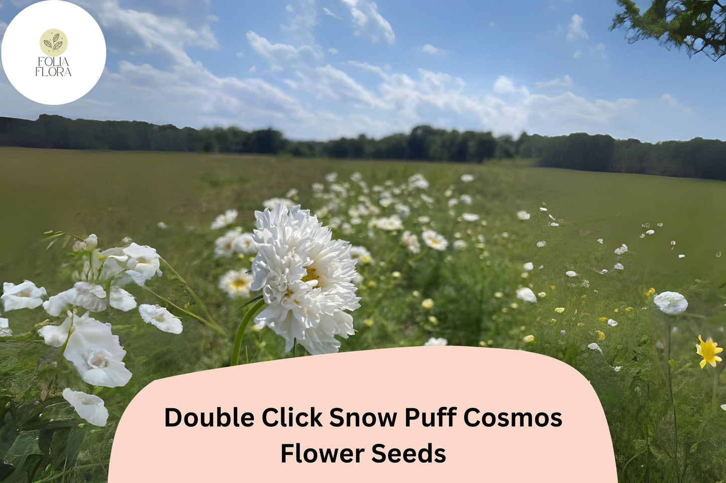 200+ Double Click Snow Puff Cosmos Seeds | Cosmos Bipinnatus White Double Blooms | Garden & Cut Flower Seeds