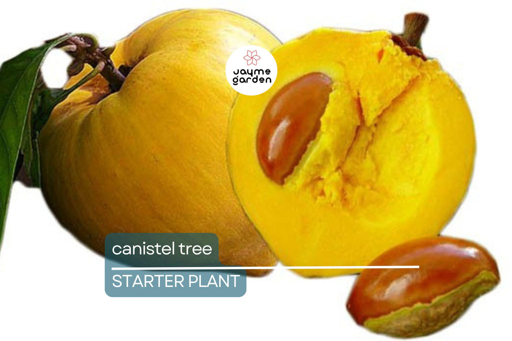 Canistel Tree Seedling | 9-Inch Tall Starter Plant | Live Tropical Fruit Tree | Easy to Grow | Ideal for Warm Climates