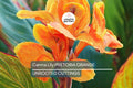 Canna Lily Pretoria Bengal Tiger Bulb, Orange Variegated Flowers, Tropical Accent, Award-Winning, USDA Zones 8-11, Live Plant Bulb