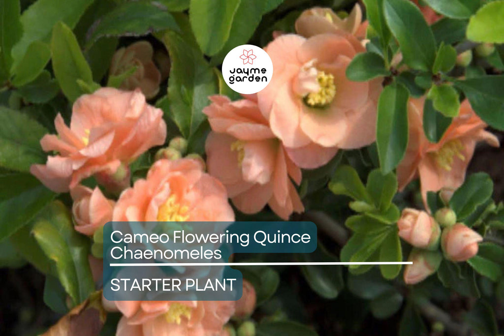 Cameo Flowering Quince (Chaenomeles Speciosa) | Live 1-Gallon Shrub for Bonsai or Garden | Hardy Zones 4-8