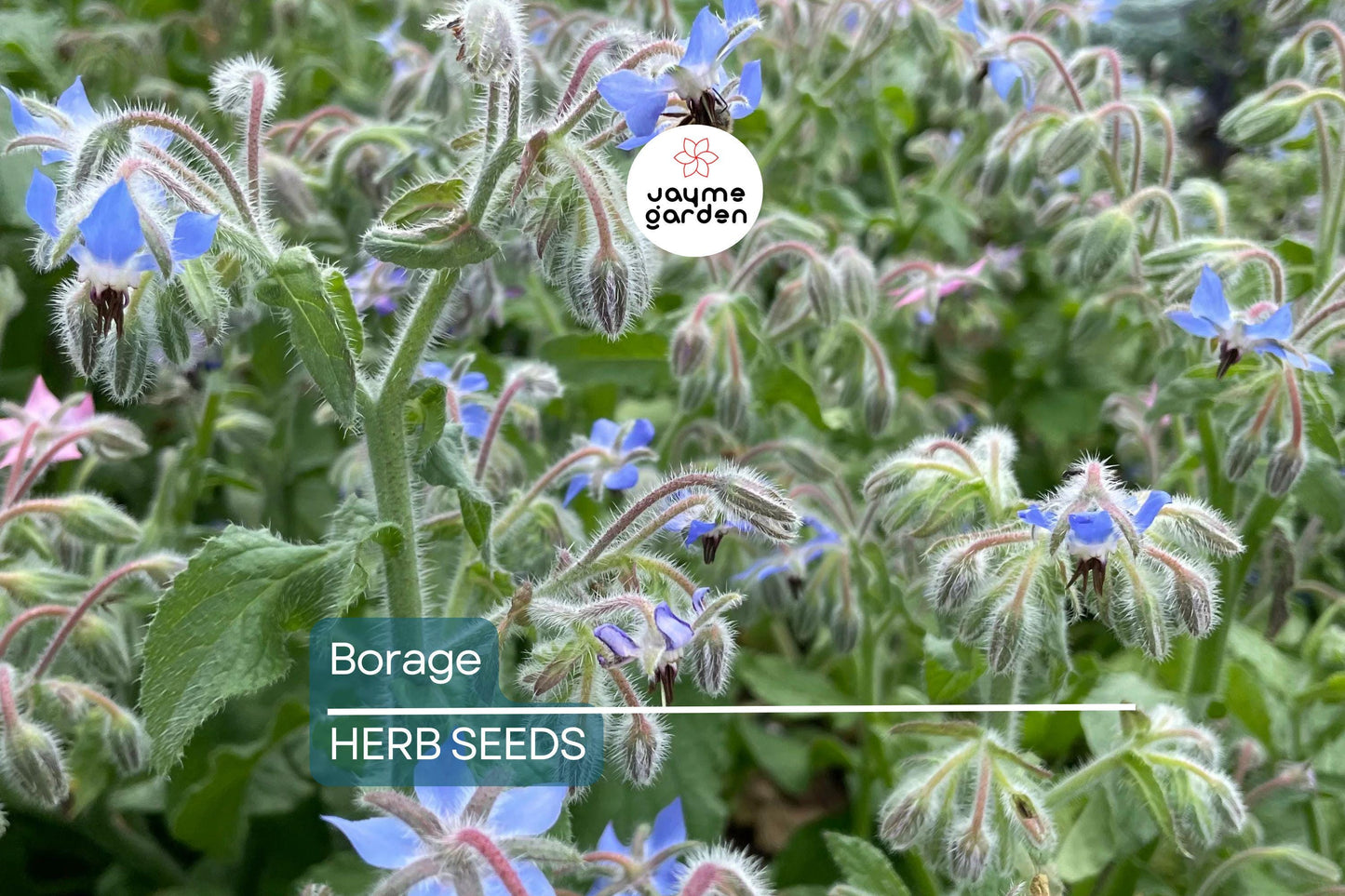 50 Borage Seeds - Edible Blue Flowers & Leaves, Heirloom, Non-GMO, 18-24" Tall, Annual Herb
