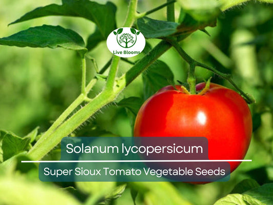 100 mg Seeds Tomato Super Sioux – Solanum lycopersicum | Heat-Tolerant Tomato Variety for Planting & Home Gardening