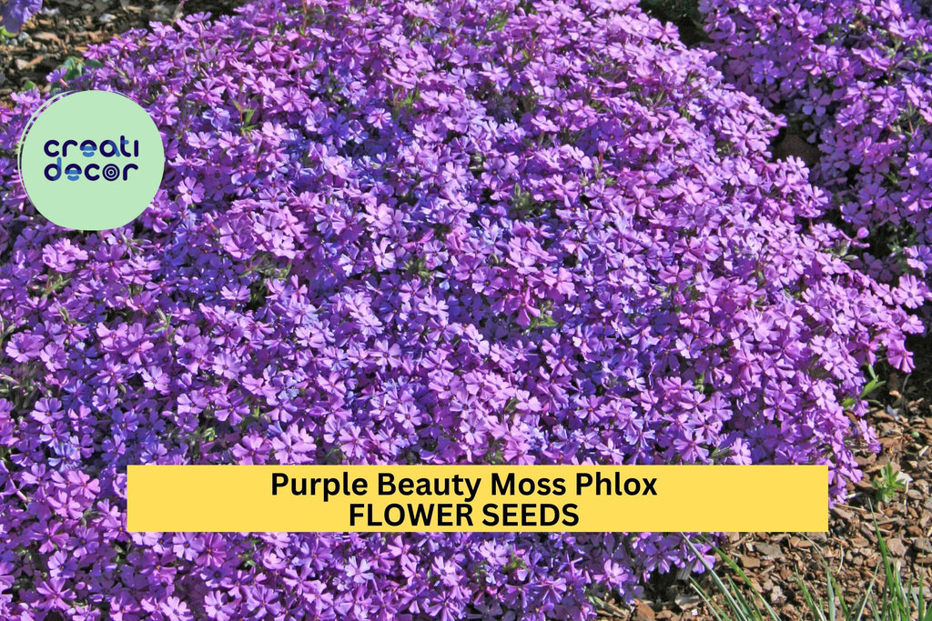 Purple Beauty Moss Phlox Seeds – 100+ Seeds – Perennial Groundcover with Lavender-Purple Spring Blooms for Borders, Slopes & Gardens – USA