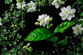 Night Blooming Jasmine 5 Cuttings (Cestrum nocturnum) Fragrant Flower Shrub