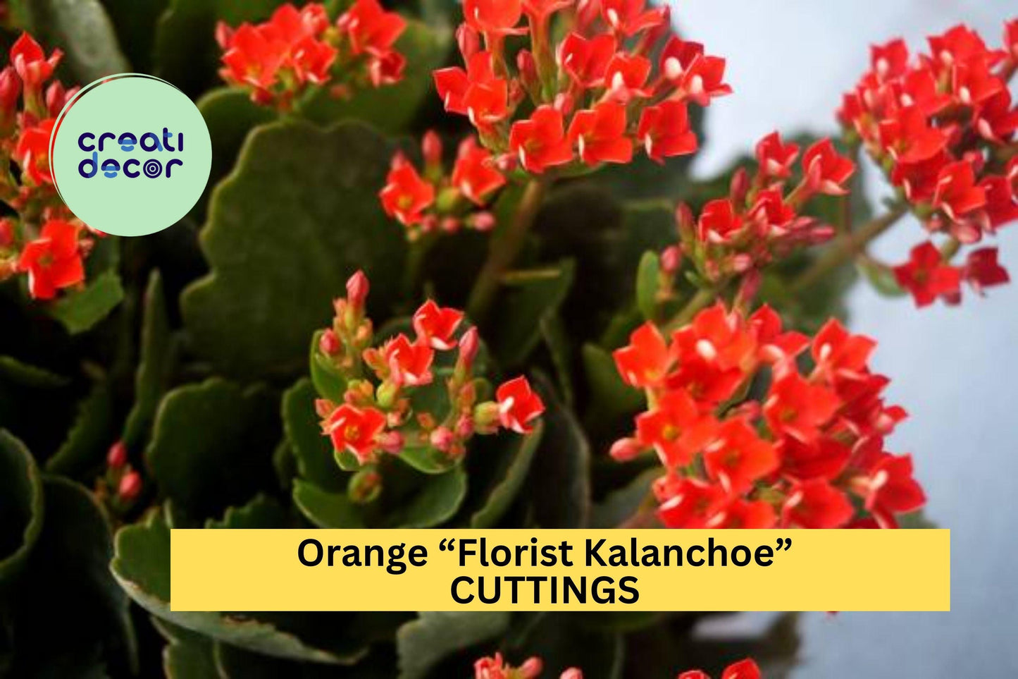 3 Orange Kalanchoe Blossfeldiana Cuttings | Organic Succulent Starter | Florist Kalanchoe | Easy Flowering Houseplant USA