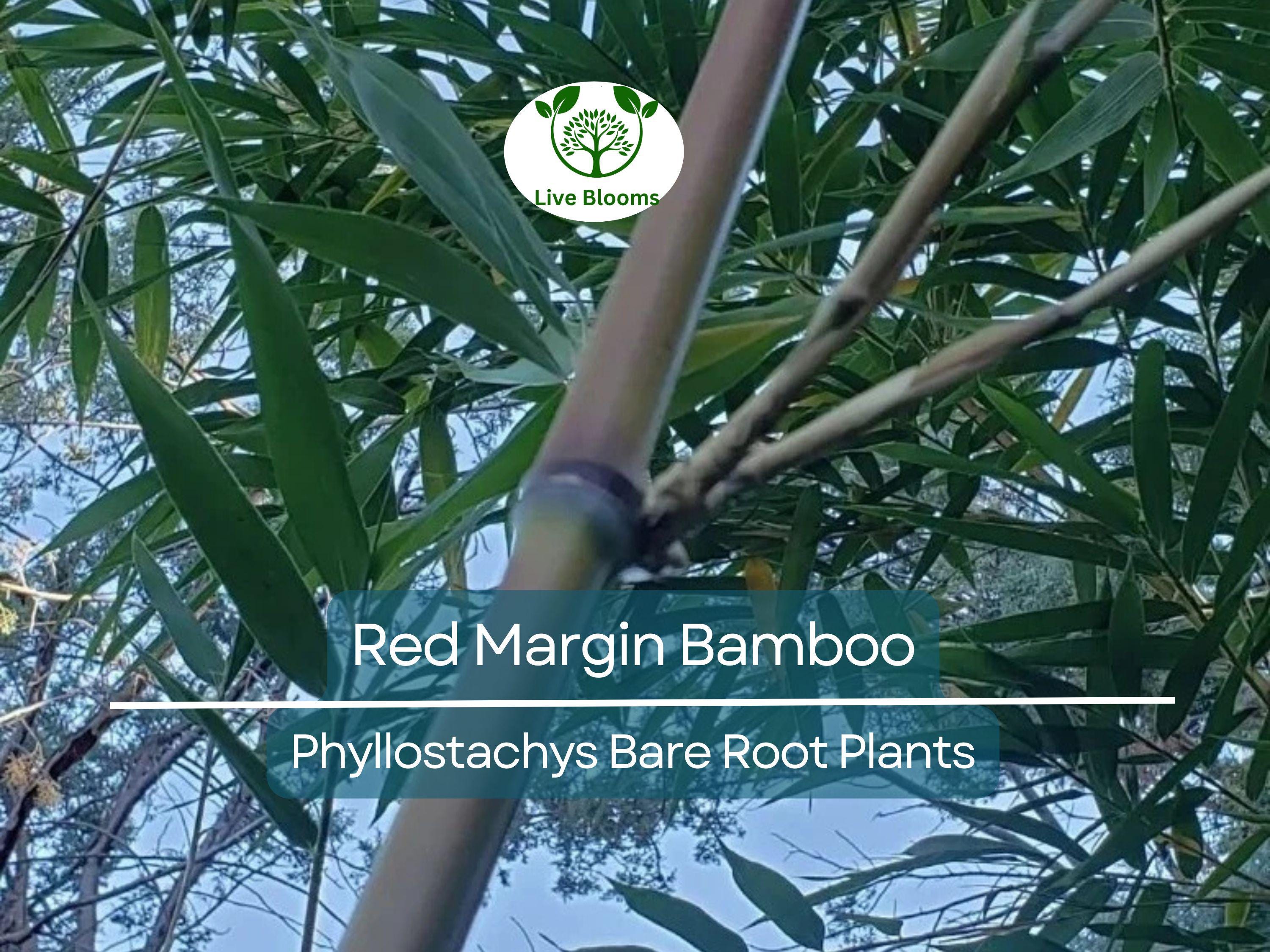 1 Red Margin Bamboo – Bare Root Rhizome Plant – Phyllostachys rubromarginata – Cold Hardy Bamboo for Privacy & Windbreaks