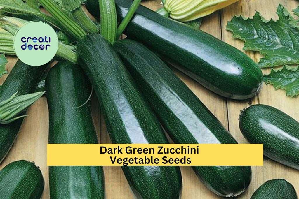3pcs of 1g Dark Green Zucchini Seeds – Fast Growing Summer Squash for Backyard Garden and Container Planting Seeds for Planting