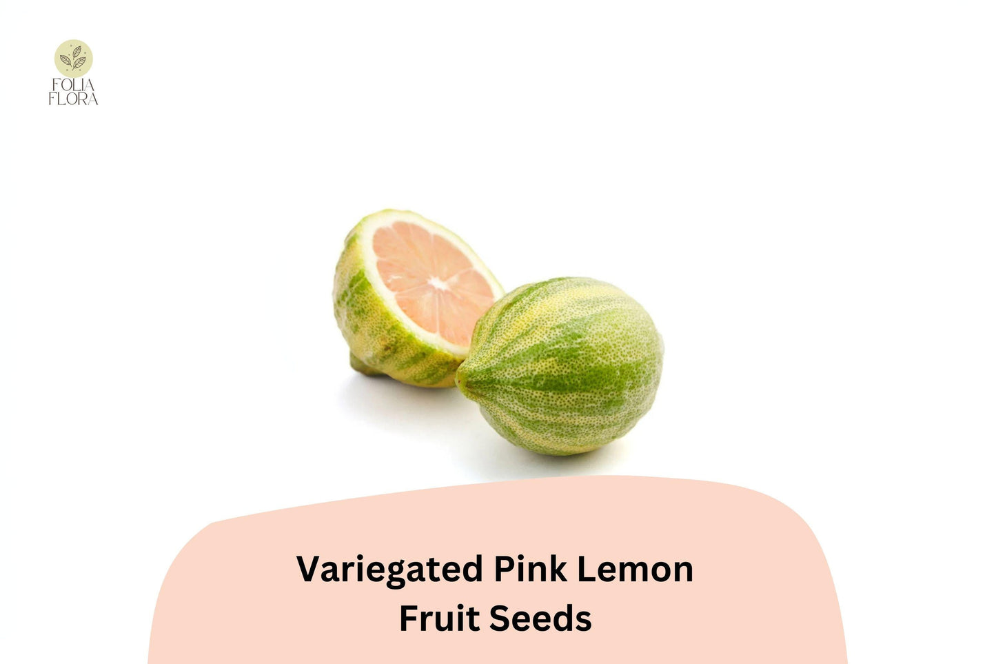 5+ Variegated Pink Lemon Seeds – Unique, Juicy & Fragrant Citrus Tree