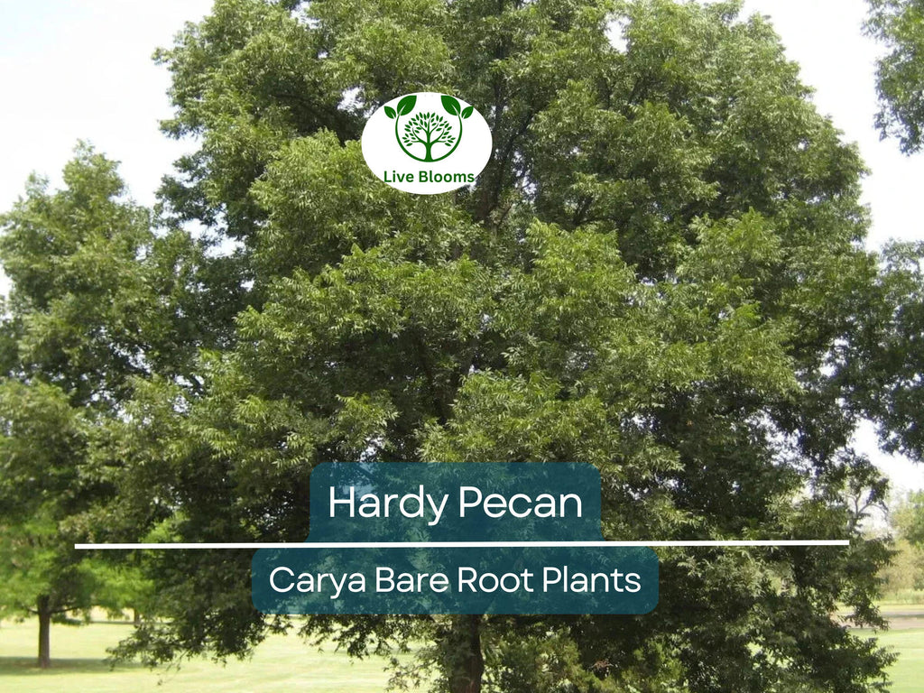 2 Hardy Pecan Tree Seedlings – 12–16” Live Bare Root Plants – Nut-Bearing Shade Trees for Orchards or Large Yards
