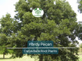 2 Hardy Pecan Tree Seedlings – 12–16” Live Bare Root Plants – Nut-Bearing Shade Trees for Orchards or Large Yards