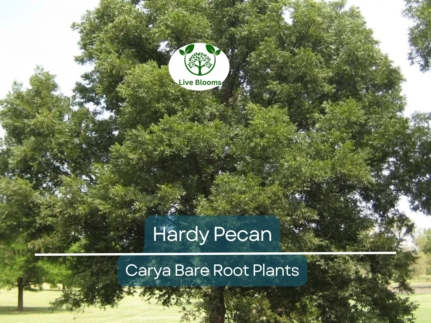 2 Hardy Pecan Tree Seedlings – 12–16” Live Bare Root Plants – Nut-Bearing Shade Trees for Orchards or Large Yards