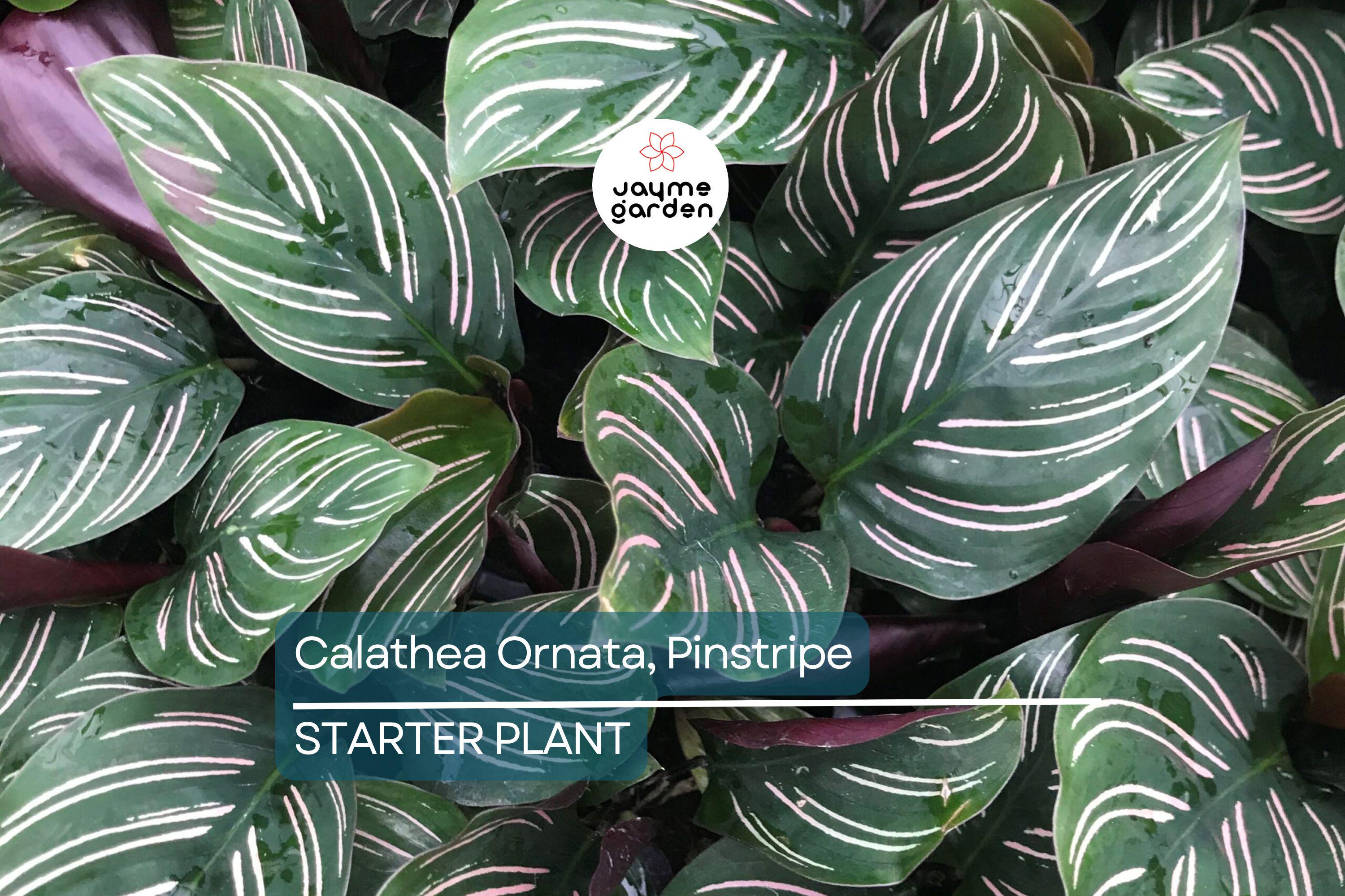 Calathea Ornata Starter Plant | Pinstripe Plant | Live Peacock Plant | Zebra Plant | Indoor Tropical Plant | USA Grown