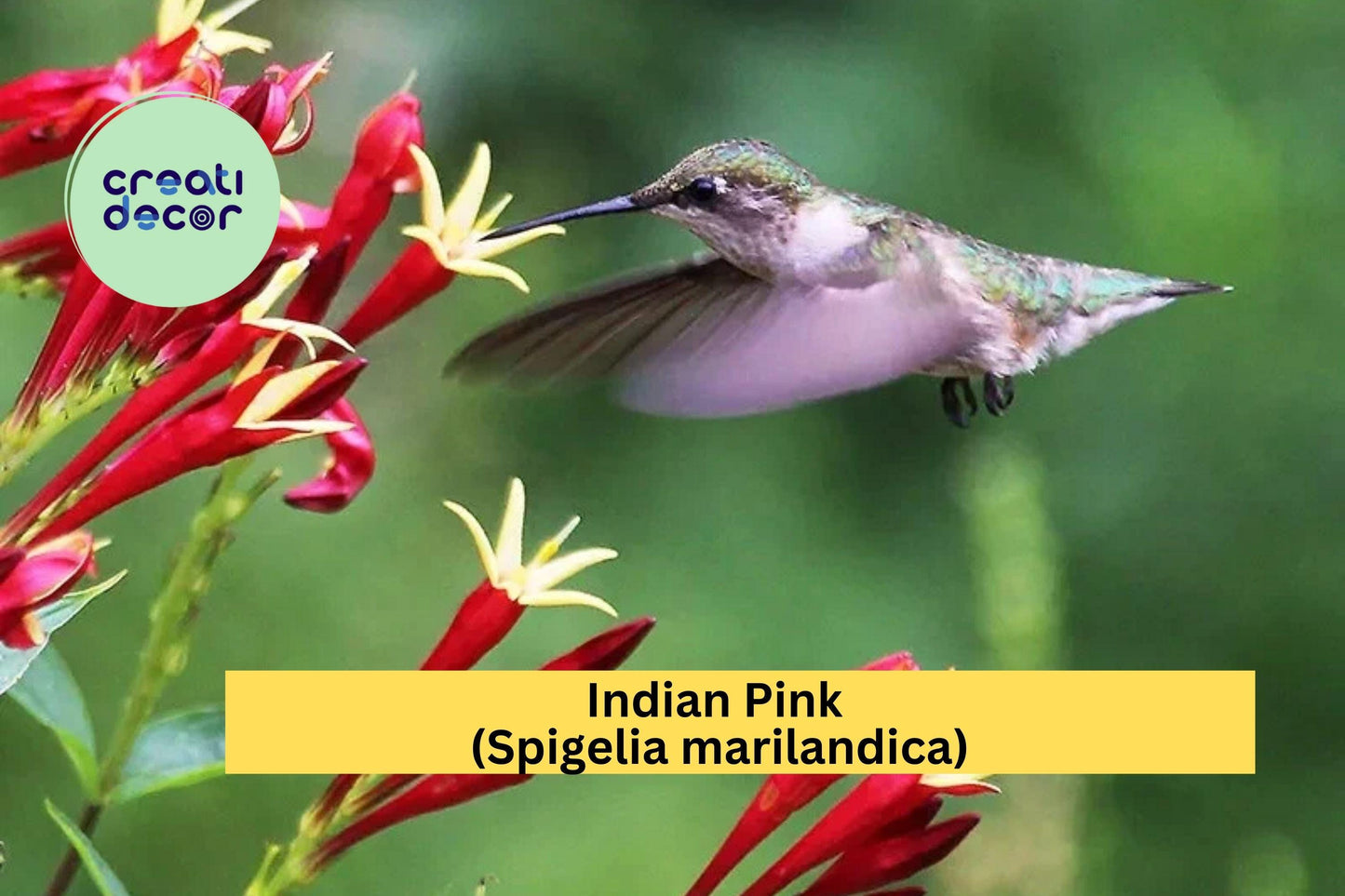 Indian Pink Plant | Spigelia marilandica | Live Bare Root Perennial for Pollinator & Shade Gardens