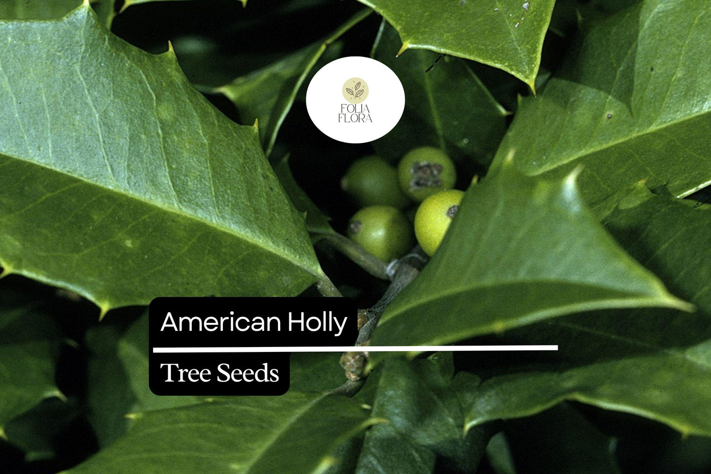 15 American Holly Seeds (Ilex opaca) | Native Evergreen Tree with Red Berries | Wildlife Habitat & Year-Round Greenery