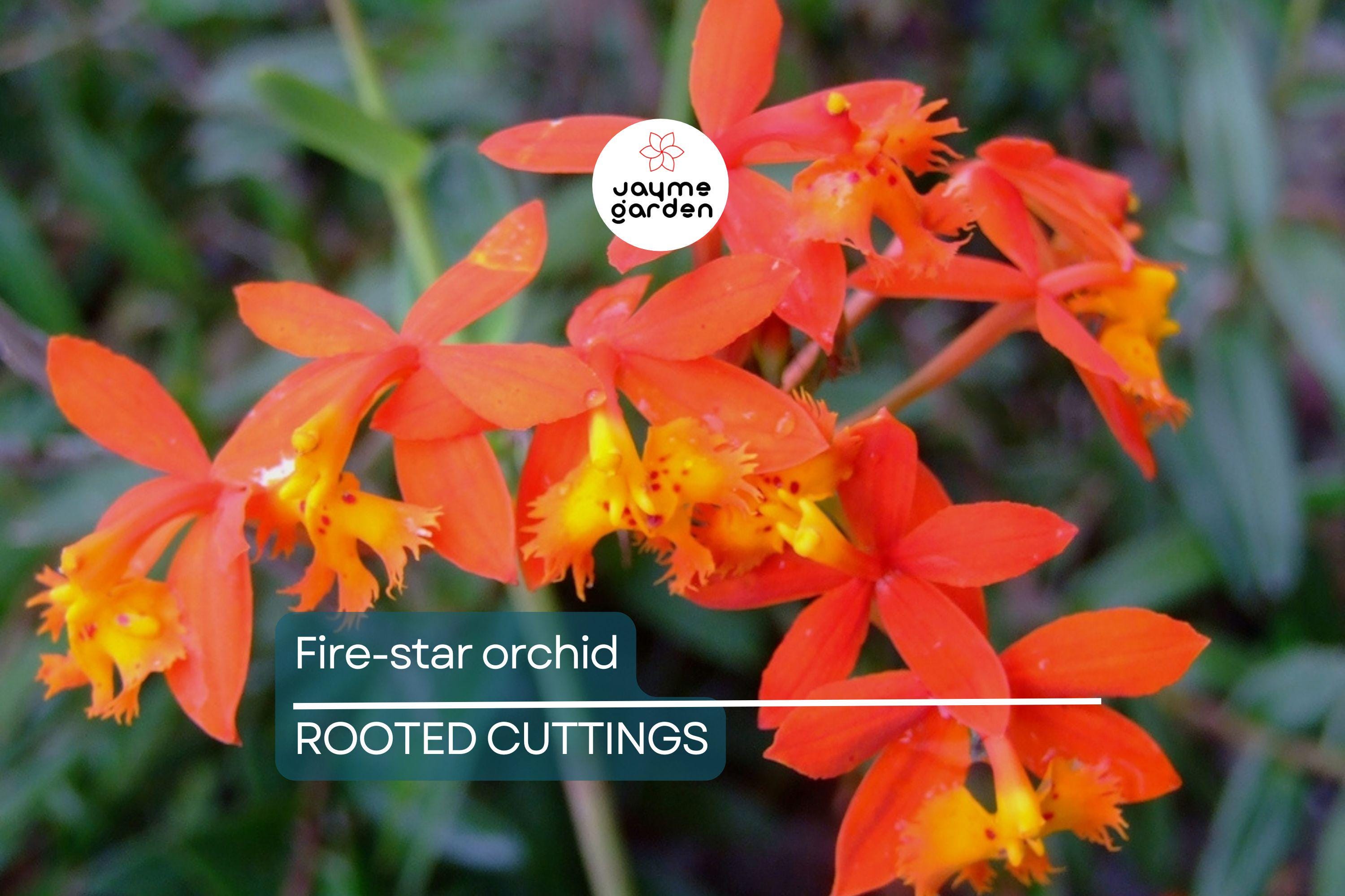 10 Rooted Cuttings – Epidendrum Radicans Ground Orchid | Fire Star Orchid | Fast-Growing & Hardy