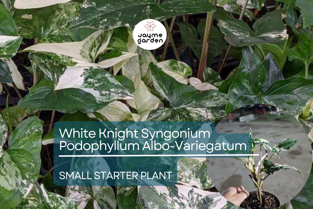 White Knight Syngonium Starter Plant - Podophyllum Albo-Variegatum, Marble Variegated, Unique Foliage for Indoor Decor & Tropical Gardens