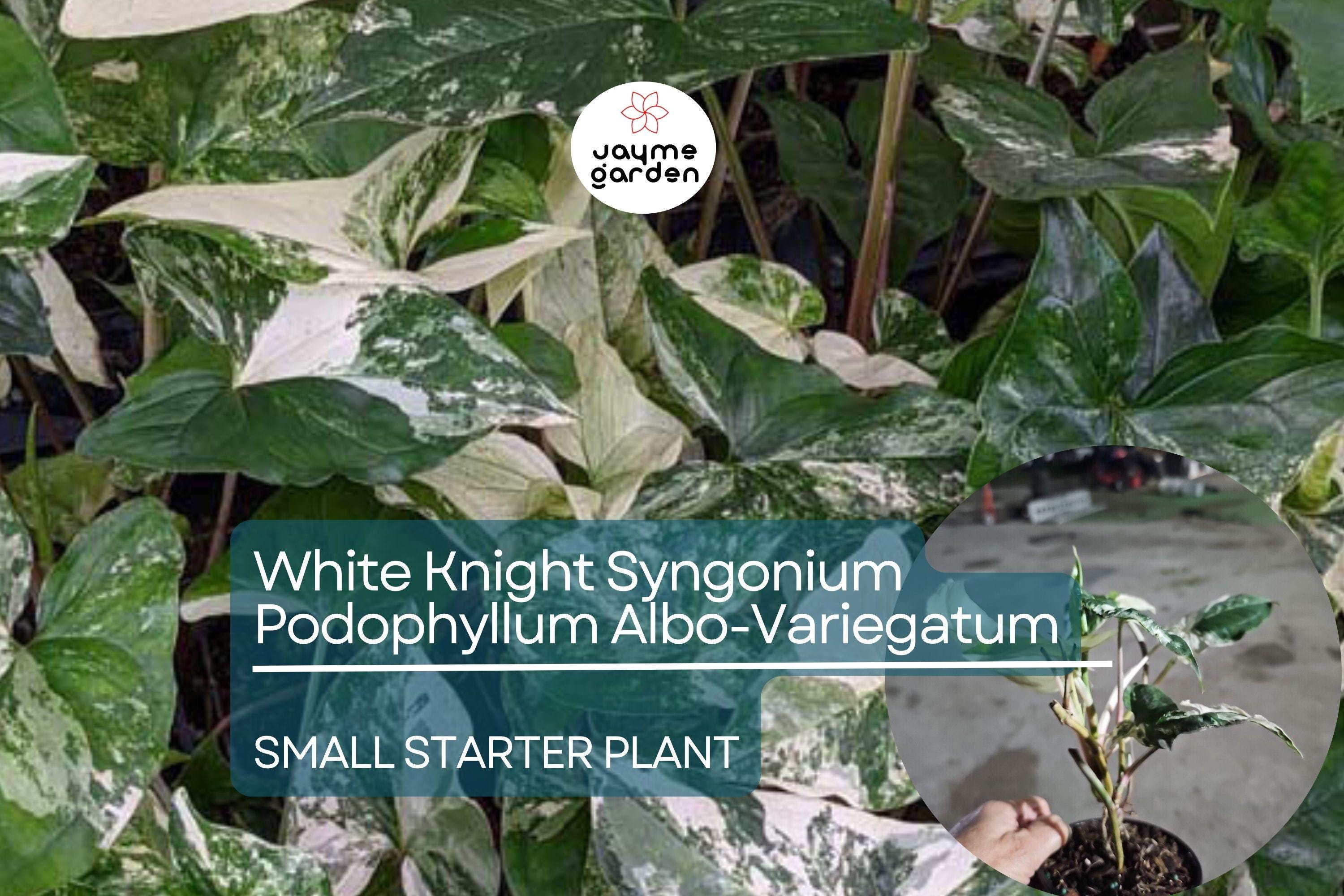 White Knight Syngonium Starter Plant - Podophyllum Albo-Variegatum, Marble Variegated, Unique Foliage for Indoor Decor & Tropical Gardens