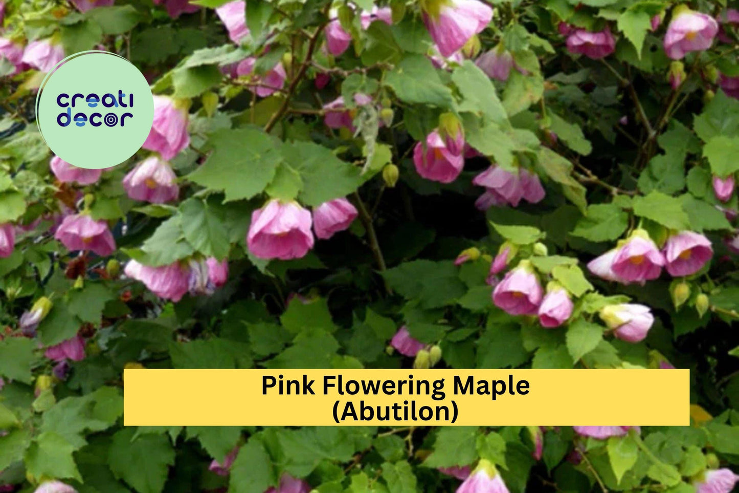 Abutilon Pink Flowering Maple | Live Rooted Starter Plant | Small Ornamental Shrub with Lantern-Like Blooms