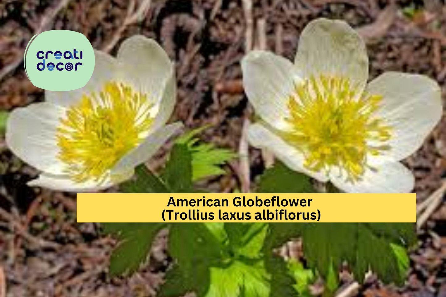 American Globeflower Seeds (Trollius laxus albiflorus) – 50 Native Perennial Seeds | White Wildflower | Moist Soil | Shade Tolerant