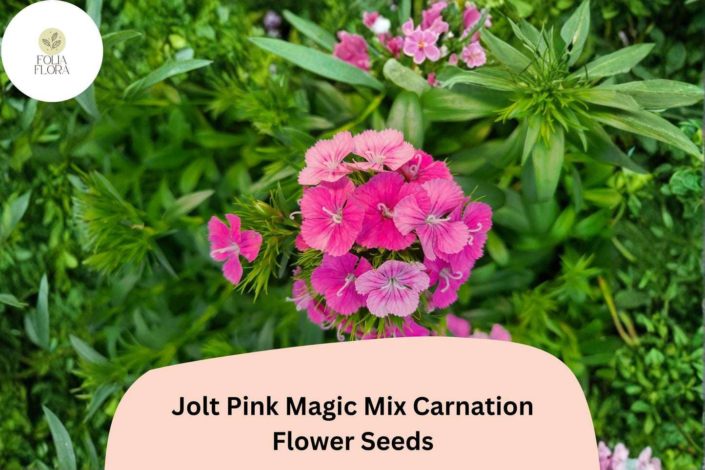 200+ Jolt Pink Magic Mix Carnation Seeds: Pink Double Blooms, Fragrant Hardy Perennial Dianthus