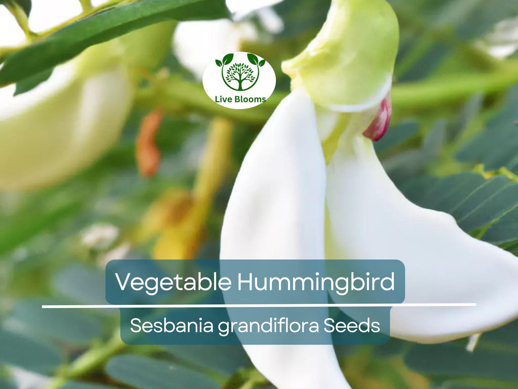 20 Vegetable Hummingbird Tree Seeds - Sesbania grandiflora, Agati Flower, Edible, Fast-Growing, Ornamental, Pollinator-Friendly, Tropical