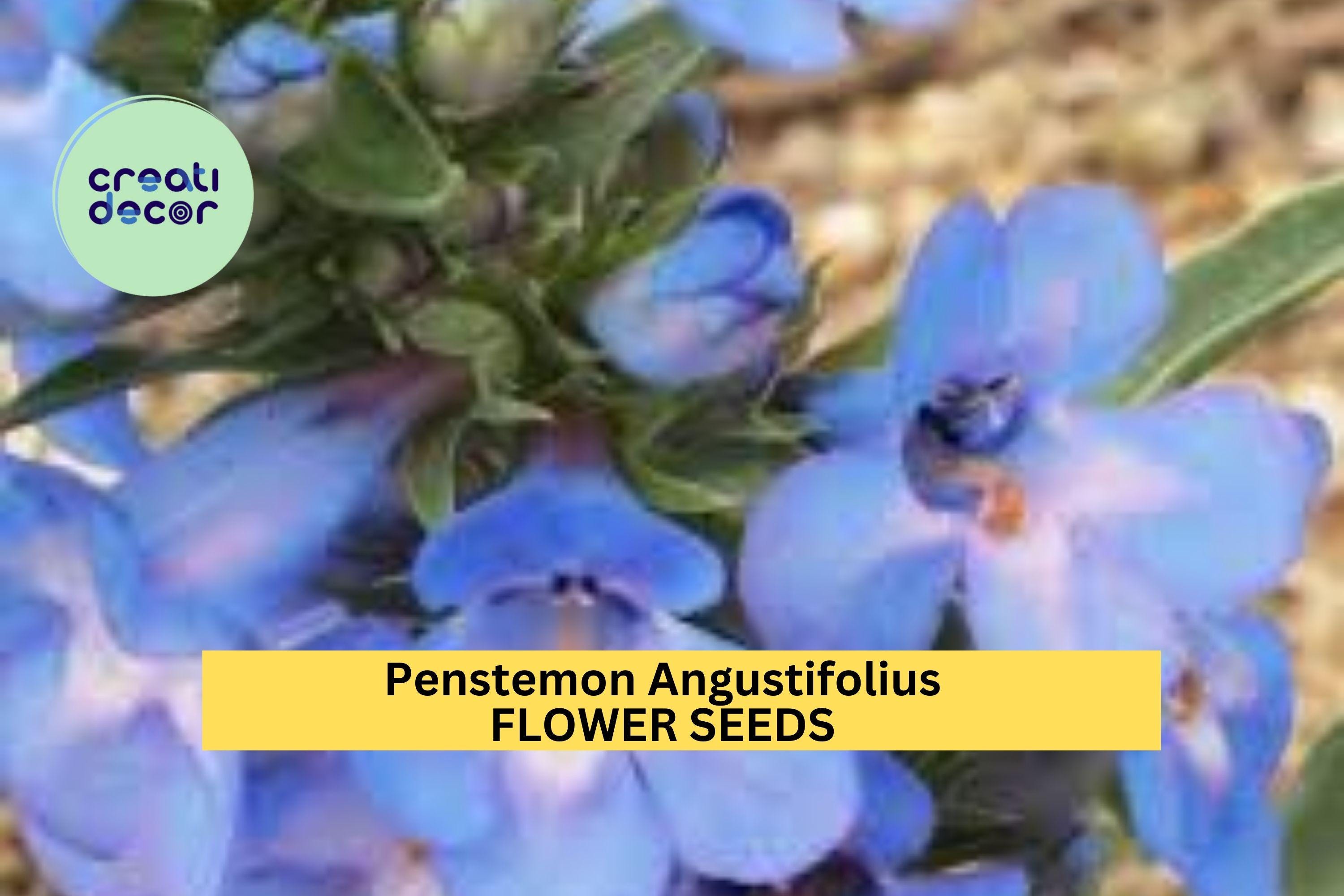 3pcs of 100mg Penstemon angustifolius Seeds – Narrowleaf Penstemon for Dry Gardens, Pollinator Beds, or Native Meadows Seeds for Planting