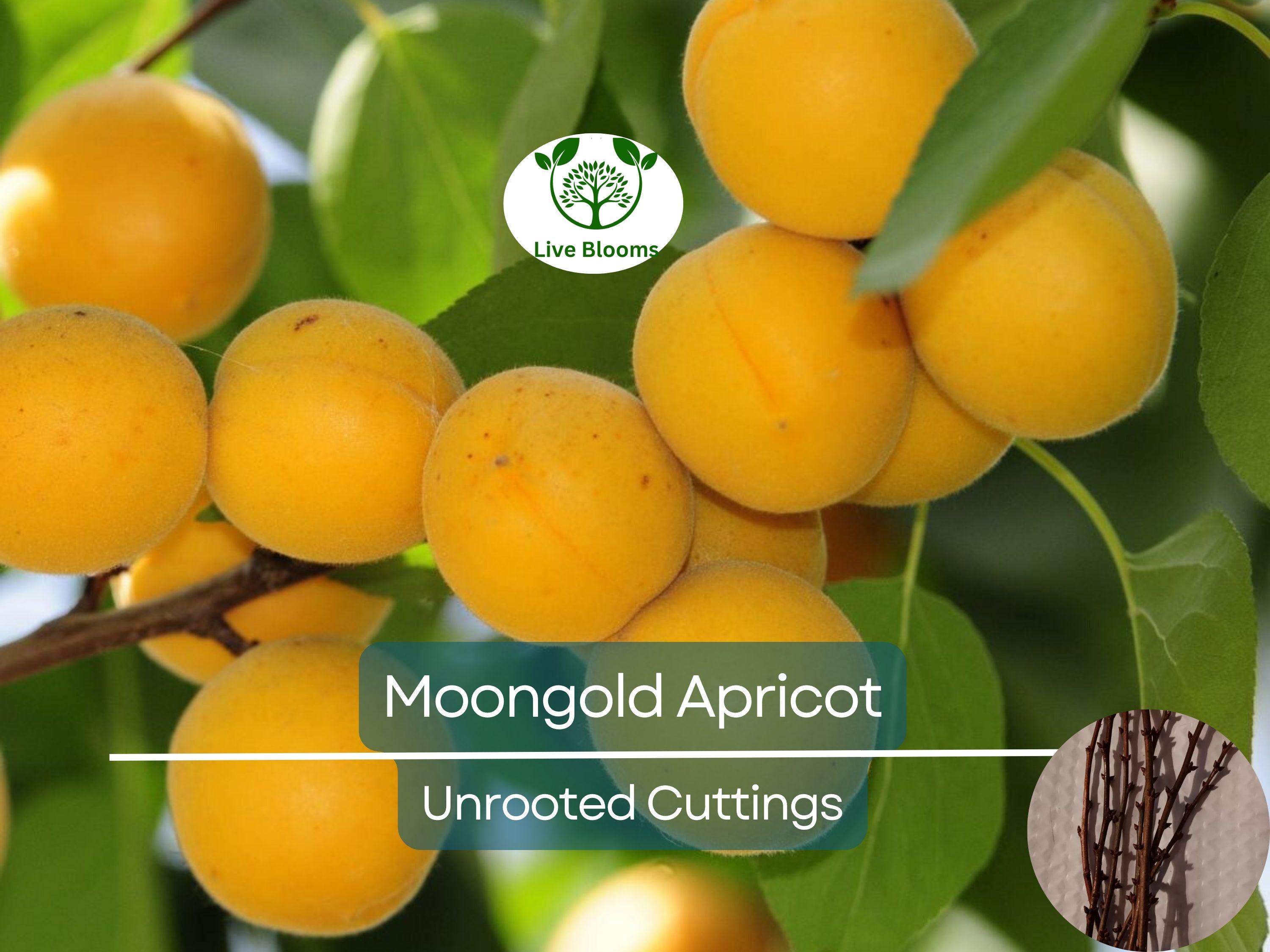 6 MOONGOLD APRICOT Scion Cuttings (Prunus armeniaca) Unrooted, Heirloom, Sweet Apricot Tree for Grafting or Rooting