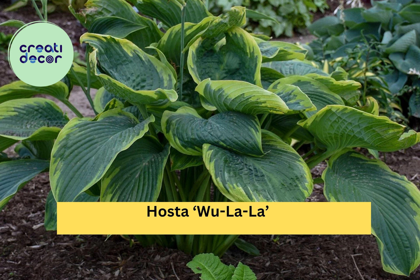Hosta ‘Wu-La-La’ – Live Perennial in 5.25” Pot – Shade-Loving Proven Winners Plant with Bold Blue-Green Foliage