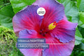 Rare Hibiscus Nightfire Starter Plant - 3 Fresh Unrooted Cuttings, Exotic Flowering Plant
