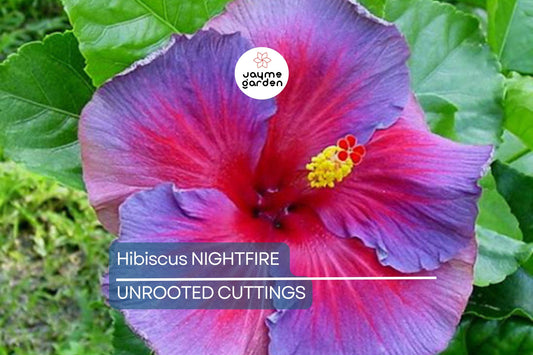 Rare Hibiscus Nightfire Starter Plant - 3 Fresh Unrooted Cuttings, Exotic Flowering Plant