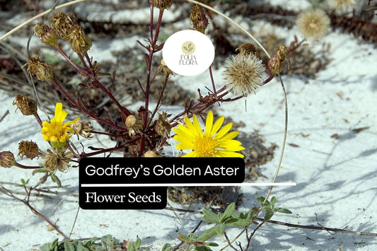 25 Godfrey’s Golden Aster Seeds | Chrysopsis godfreyi | Native Wildflower for Bees & Butterflies | Golden Florida Blooms