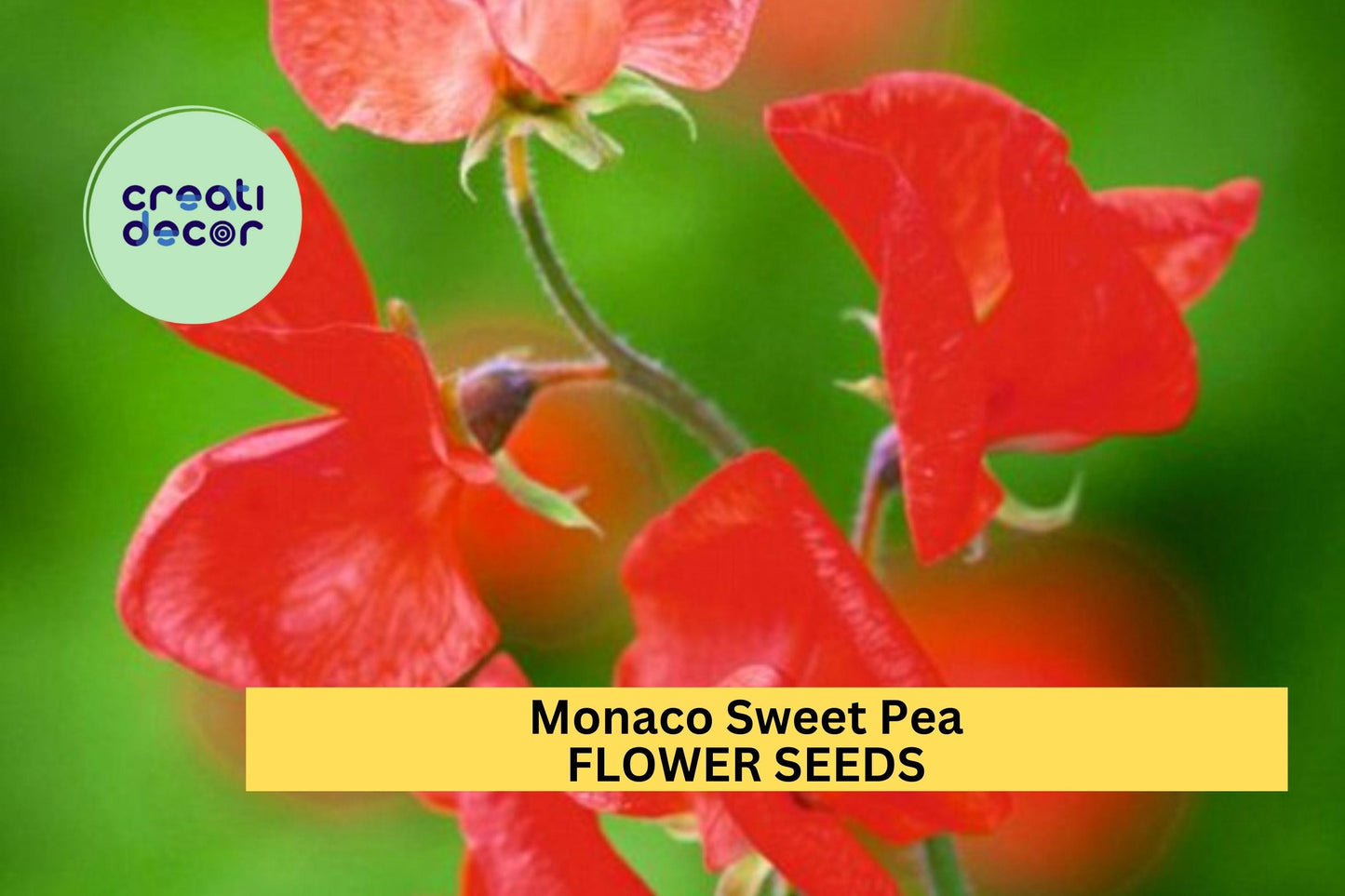 50+ Monaco Sweet Pea Seeds – Deep Red Fragrant Blooms for Garden Planting, Climbing Vines for Trellises & Bouquets – USA