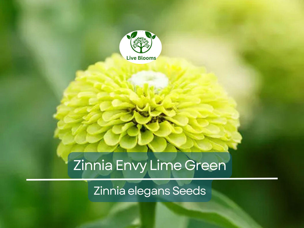 200 Seeds Zinnia Envy Elegans Lime Green Flowers RARE, Non-GMO, Pollinator-Friendly, Butterflies Love, Unique Garden Blooms, Easy to Grow
