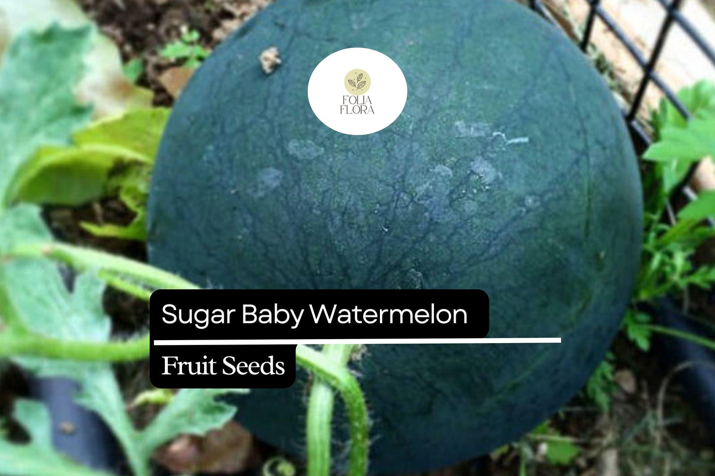 45pcs Sugar Baby Watermelon Seeds | Juicy & Sweet | Easy to Grow | Non-GMO