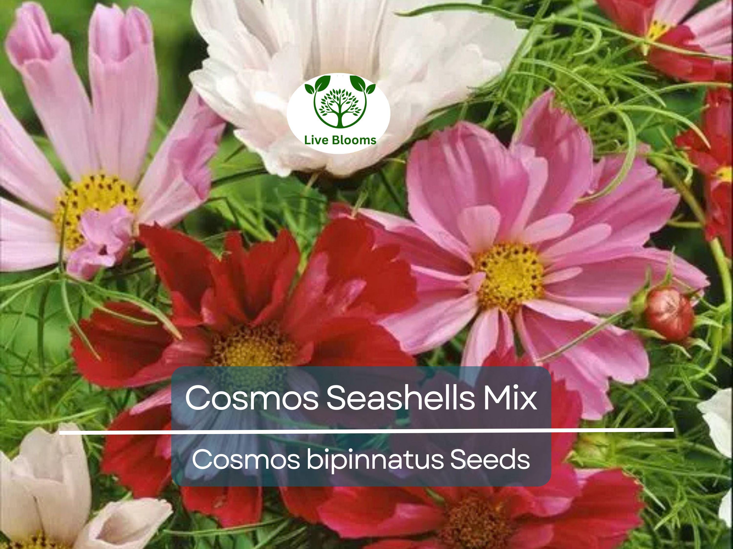 200 Seeds Cosmos Seashells Mix, Tubular Flowers, Rare AAS Winner, Non-GMO, Cosmos bipinnatus, Colorful Garden Blooms