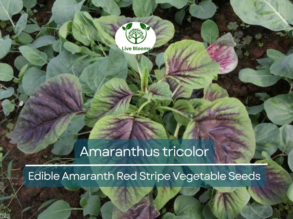 500 Edible Amaranth Red Stripe Leaf Seeds - Amaranthus tricolor Red Beauty Tricolor | Vibrant, Nutritious Leafy Green for Planting