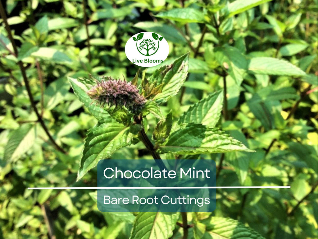 6 Chocolate Mint Bare Root Cuttings, Mentha x piperita, Fresh Aromatic Herb, Perfect for Growing, Sweet Mint Flavor for Tea & Cooking
